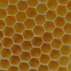BIVAX