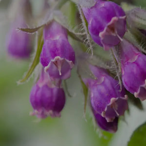 KÄRLEKSÖRT (COMFREY)