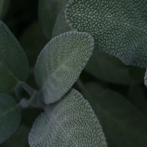 SALVIA