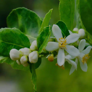 LIMEBLOMMA