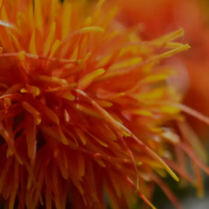 SAFFLOR