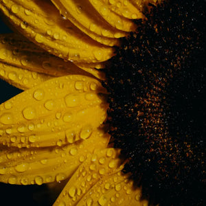 SOLROSOLJA