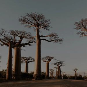 BAOBAB