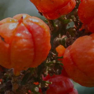 GUARANA