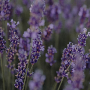 LAVENDELEXTRAKT