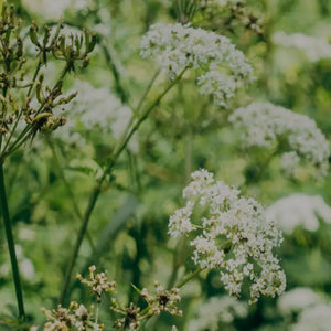 YARROW