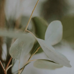 EUKALYPTUS OLJA